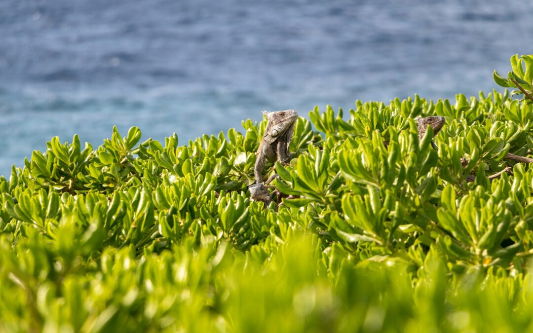 Best Time to Visit Curaçao: Weather, Events, and Deals