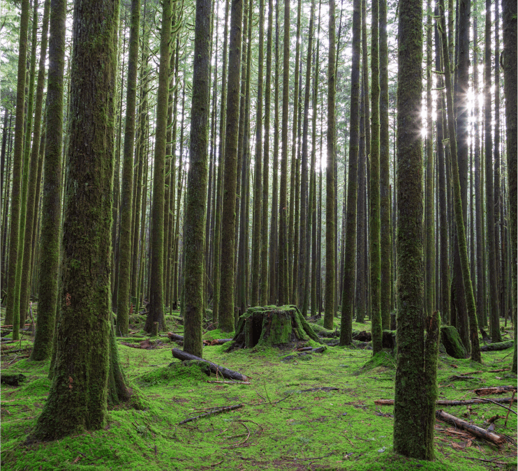 Bhutan Nature